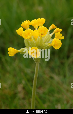 Dans Cowslips close-up détaillé Banque D'Images