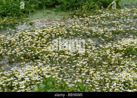 Une masse d'eau dans un ruisseau Crowfoot Banque D'Images