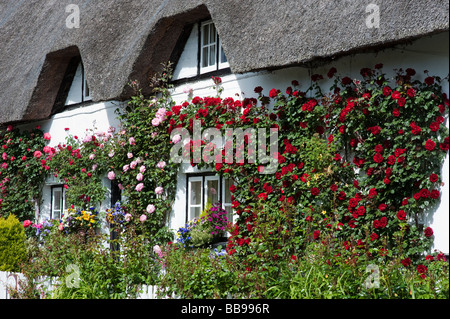 Rose cottage de chaume dans le Hampshire, Angleterre Banque D'Images