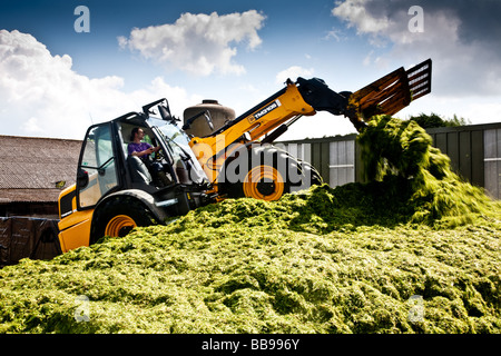 Chariot télescopique JCB 310s'emballer l'herbe dans l'ensilage de fermeture au lieu de Norwood farm dans le Surrey qui est principalement une ferme laitière Banque D'Images