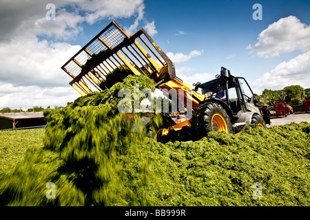 Chariot télescopique JCB 310s'emballer l'herbe dans l'ensilage de fermeture au lieu de Norwood farm dans le Surrey qui est principalement une ferme laitière Banque D'Images