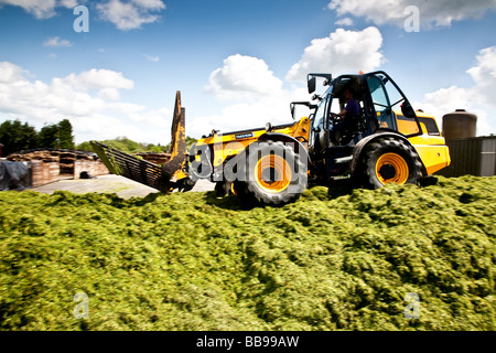 Chariot télescopique JCB 310s'emballer l'herbe dans l'ensilage de fermeture au lieu de Norwood farm dans le Surrey qui est principalement une ferme laitière Banque D'Images