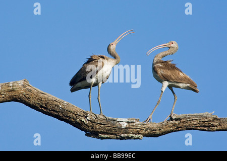 Ibis blanc juvénile dueling Banque D'Images