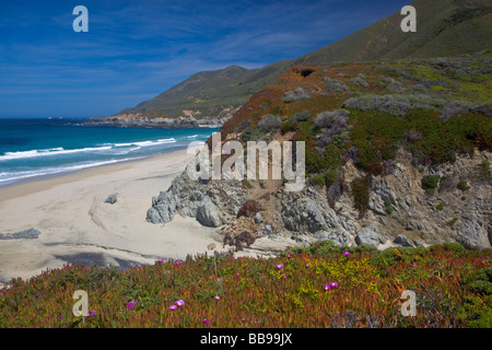 Garrapata State Park CA pointes rocheuses rencontrez le surf et la plage à Garrapata Beach avec ice plant flowering en premier plan Banque D'Images