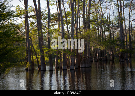 Bayou Sorrel Louisiane cyprès tupelo forest dans le bassin de la rivière Atchafalaya Banque D'Images