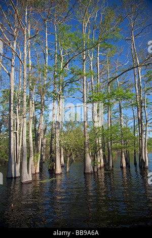 Bayou Sorrel Louisiane cyprès tupelo forest dans le bassin de la rivière Atchafalaya Banque D'Images
