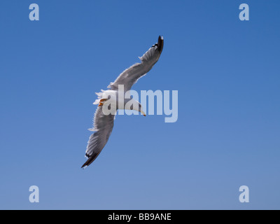 Seagull équitation le vent au-dessus des falaises de Ponta de Sagres Banque D'Images