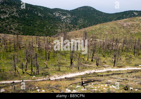 Après une catastrophe écologique d'origine- incendie de forêt de montagne Parnitha, Athènes, Grèce Banque D'Images