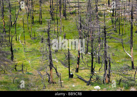 Catastrophe écologique- arbres brûlés après l'incendie de forêt massive Banque D'Images