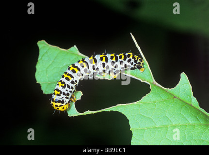 Portrait de Caterpillar de papillon Cucullia verbasci molène allemagne Banque D'Images