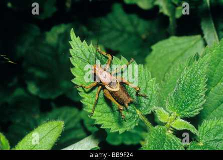 Portrait de the bush sauterelle Pholidoptera griseoaptera cricket allemagne Banque D'Images