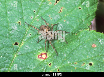 Portrait d'araignée-loup tacheté Pardosa amentata allemagne Banque D'Images