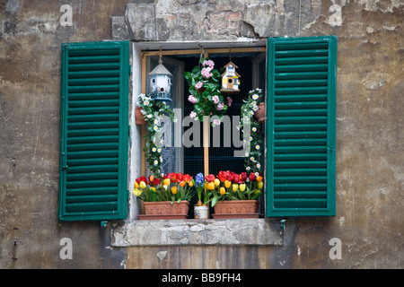 Des fenêtres à volets et des fleurs en plastique dans la Piazza del Conte, Sienne, Toscane, Italie Banque D'Images