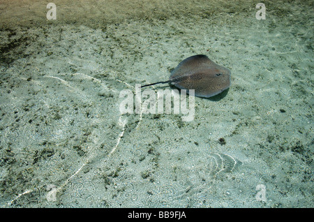 Stingray dans les bas-fonds dans la pluie, Moorea, Tahiti, Polynésie Française Banque D'Images