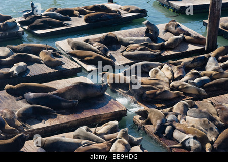 Les lions de mer détente sur les quais de bois au Pier 39 Fisherman s Wharf San Francisco California United States of America Banque D'Images