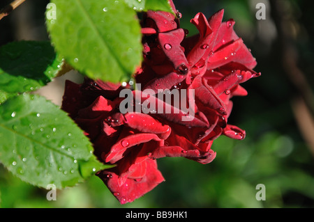 Une rose en pleine floraison après la pluie dans un jardin de Marie-sur Tinee, Alpes Maritimes, France Banque D'Images