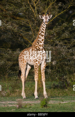 Les jeunes girafes Masai bébé Giraffa camelopardalis Giraffa camelopardalis tippelskirchi NAIVASHA Kenya Afrique de l'Est Banque D'Images