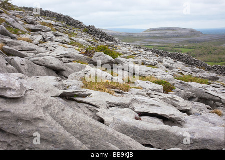 Pavages calcaires de murs en pierre sèche d'Fahee Turloughmore au nord à Burren Comté de Clare Irlande Irlande République d'Irlande Banque D'Images