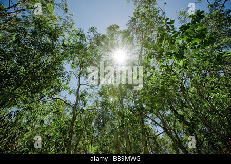 Forestière dynamique vert avec soleil qui brille à travers les feuilles Banque D'Images