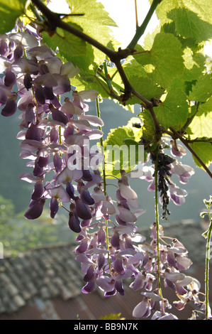Printemps glycine en pleine floraison dans un jardin dans le village de montagne de Marie sur Tinee dans les Alpes Maritimes, France Banque D'Images