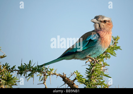 Lilac-breasted Roller Coracias caudatus dans le Serengeti en Tanzanie Banque D'Images