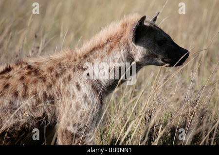 L'Hyène tachetée dans le parc national du Serengeti en Tanzanie à l'aube Banque D'Images