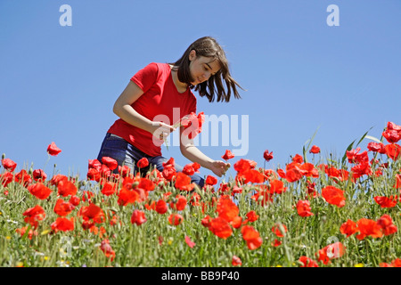 Cueillette de coquelicots Banque D'Images