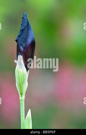 Bourgeon iris iris 'bud' Fleur noire dans l'étude Banque D'Images