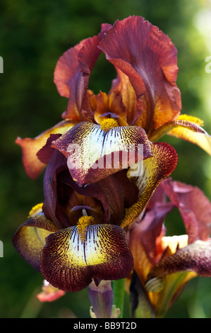 Iris 'kent pride' Fleur Banque D'Images