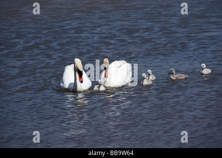 Famille de cygnes sur le lac à Abbotsbury Swannery, Dorset, Angleterre, Royaume-Uni Banque D'Images