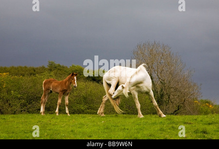 Mare rayures et poulain, co Derry, Irlande Banque D'Images