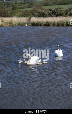 Famille de cygnes sur le lac à Abbotsbury Swannery, Dorset, Angleterre, Royaume-Uni Banque D'Images