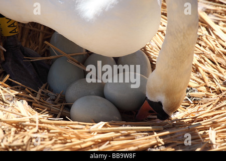 Gros plan d'un cygne muet nichant tournant des œufs à Abbotsbury Swannery Dorset, Angleterre, Royaume-Uni Banque D'Images