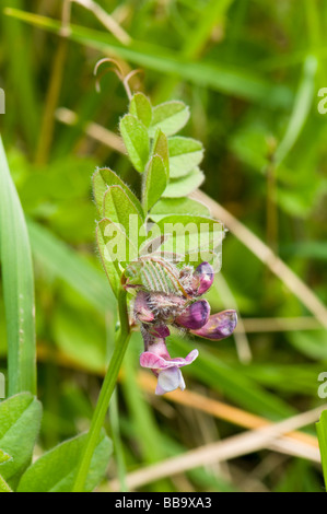 Bush Vetch Vicia sepium Banque D'Images