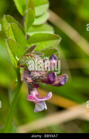 Bush Vetch Vicia sepium Banque D'Images