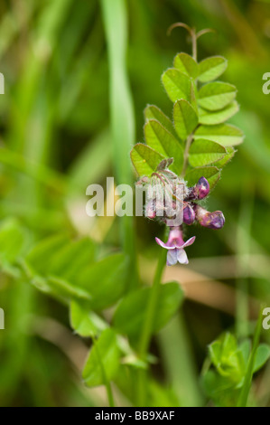 Bush Vetch Vicia sepium Banque D'Images