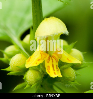 Archange Lamiastrum galeobdolon jaune Banque D'Images