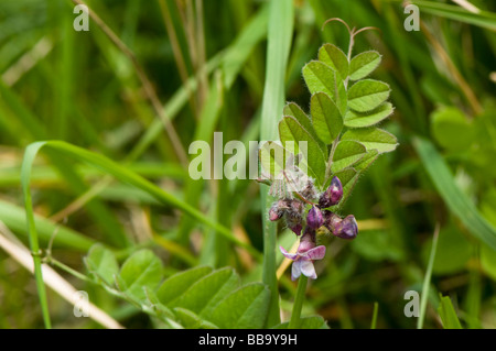 Bush Vetch Vicia sepium Banque D'Images