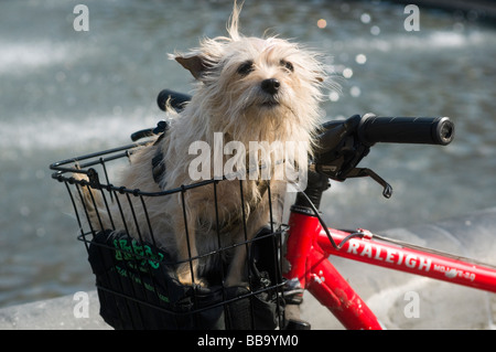 New York NY 23 mai 2009 Petit chien dans un panier de vélo à Washington Square Park ©Stacy Walsh Rosenstock/Alamy Banque D'Images