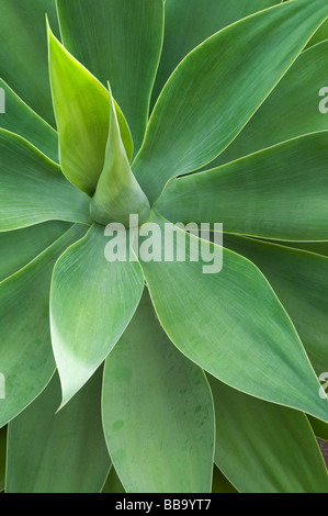 Agave attenuata. Sétaire verte agave Banque D'Images