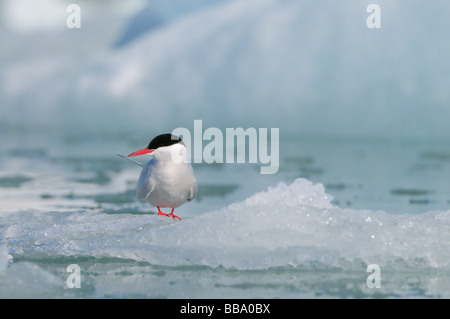 Sterne arctique assis sur un pack de glace près de glacier Lilliehook Spitsbergen Svalbard Banque D'Images