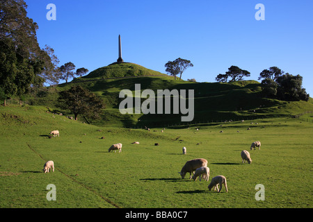 Des moutons paissant sur One Tree Hill, Maungakeikei, Cornwall Park, Auckland, Nouvelle-Zélande Banque D'Images