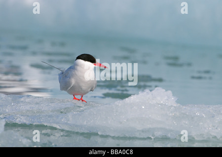 Sterne arctique assis sur un pack de glace près de glacier Lilliehook Spitsbergen Svalbard Banque D'Images