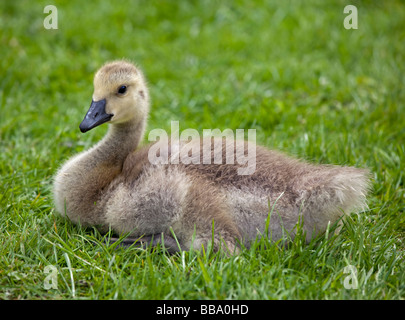 Gosling Bernache du Canada (Branta canadensis) Banque D'Images