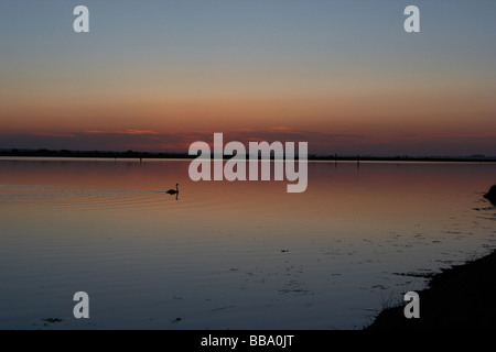 Swan,coucher de soleil sur la rivière waveney,burgh castle, GorlestonNorfolk,UK Banque D'Images