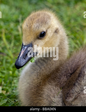 Gosling Bernache du Canada (Branta canadensis) Banque D'Images