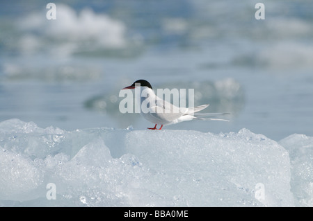 Sterne arctique assis sur un pack de glace près de glacier Lilliehook Spitsbergen Svalbard Banque D'Images