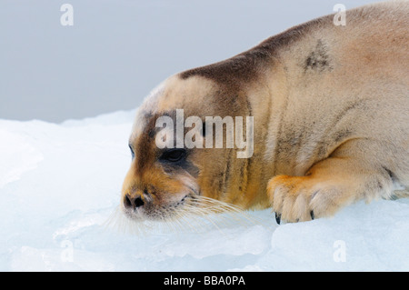 Le phoque barbu (Erignathus barbatus) reposant sur un pack de glace Spitsbergen Banque D'Images