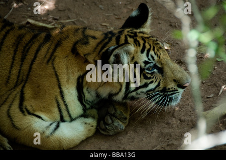 Tigre du Bengale dans Bandhavgarh national park Banque D'Images