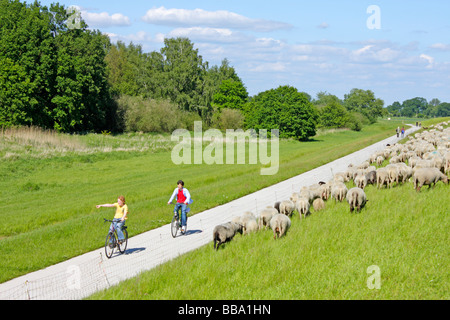 La piste cyclable de l'Elbe à Stiepelse en Basse-Saxe Banque D'Images